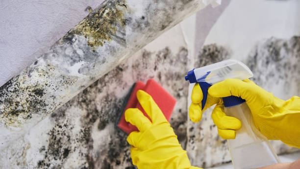 Can Mould Removal Be Covered by Insurance?